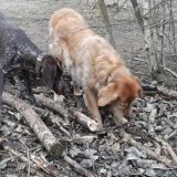 Ylva und Simba